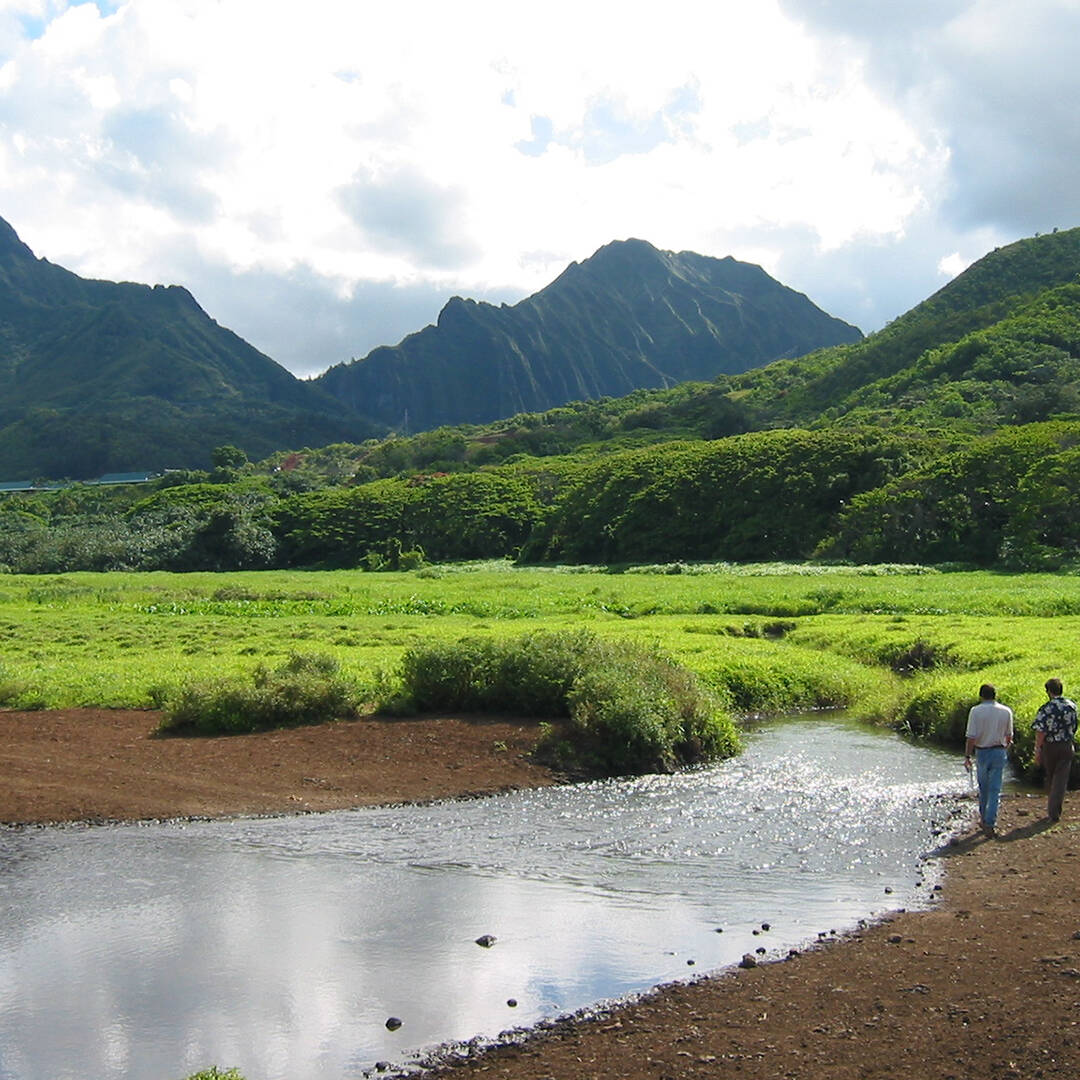 A landscape view of a marshland with green mountains in the background