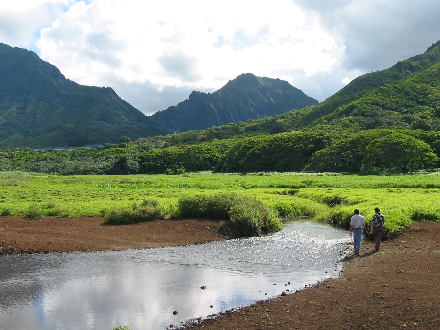 A landscape view of a marshland with green mountains in the background
