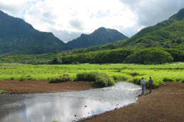 A landscape view of a marshland with green mountains in the background