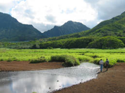 A landscape view of a marshland with green mountains in the background