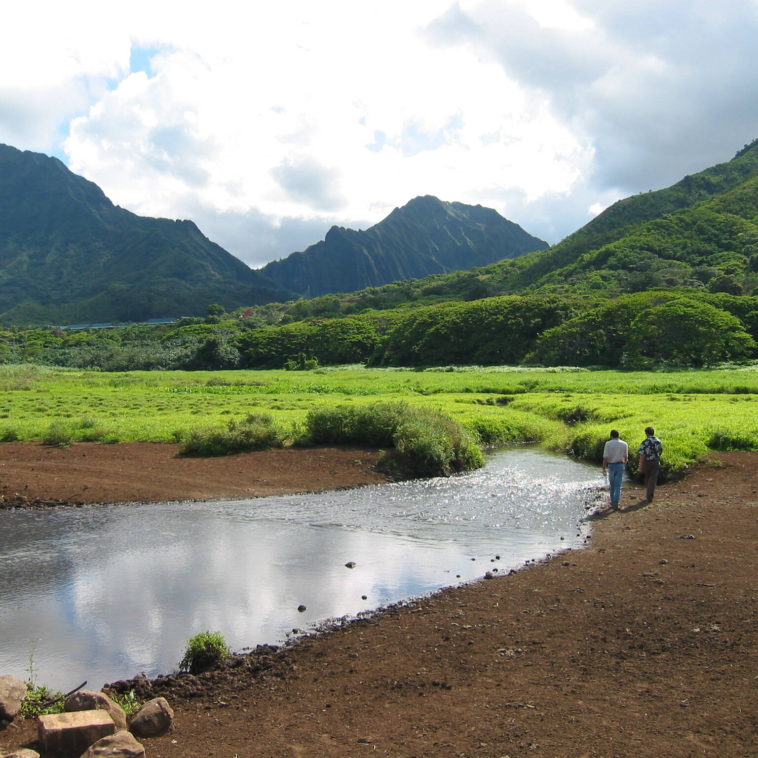 kawainui marsh construction management