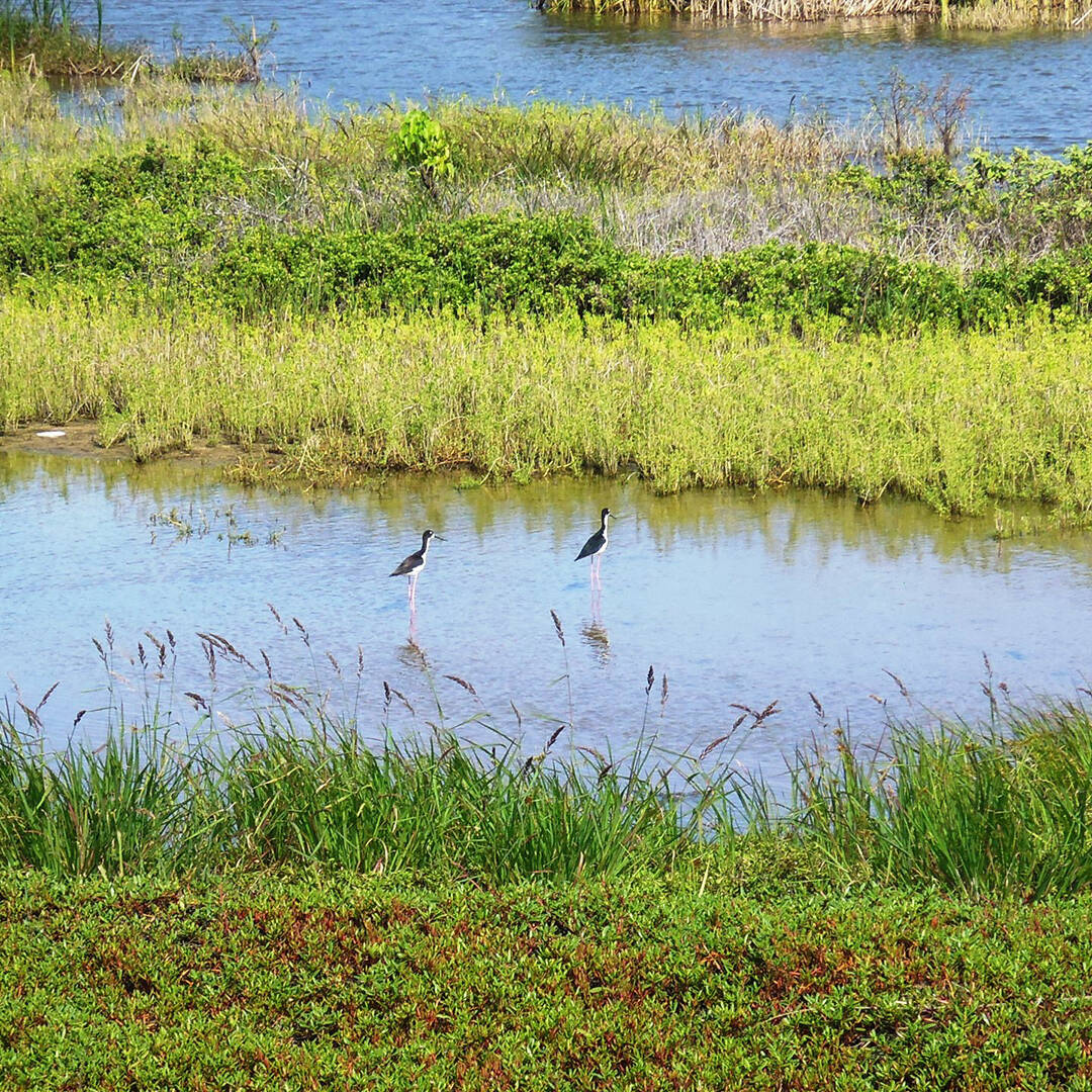 A close up view of a Hawaii marshland, with two water birds standing in the wetland