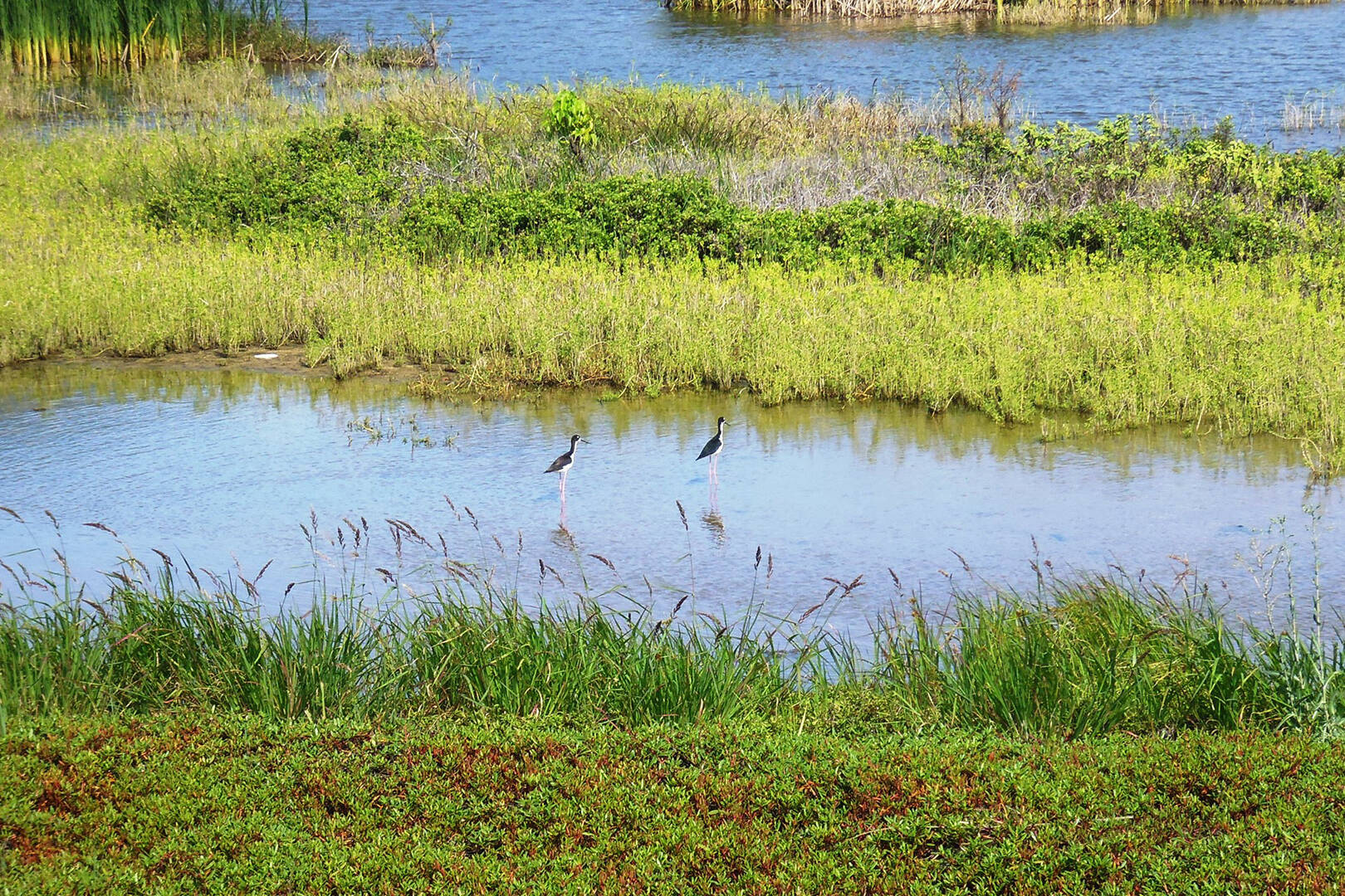 A close up view of a Hawaii marshland, with two water birds standing in the wetland