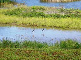 A close up view of a Hawaii marshland, with two water birds standing in the wetland