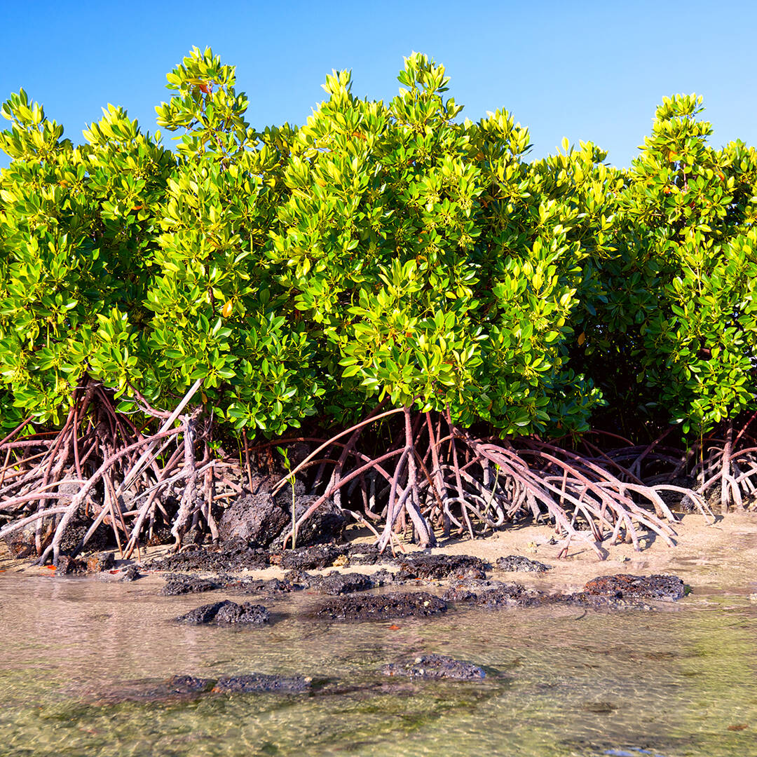 A view of mangrove trees along a tropical coastline