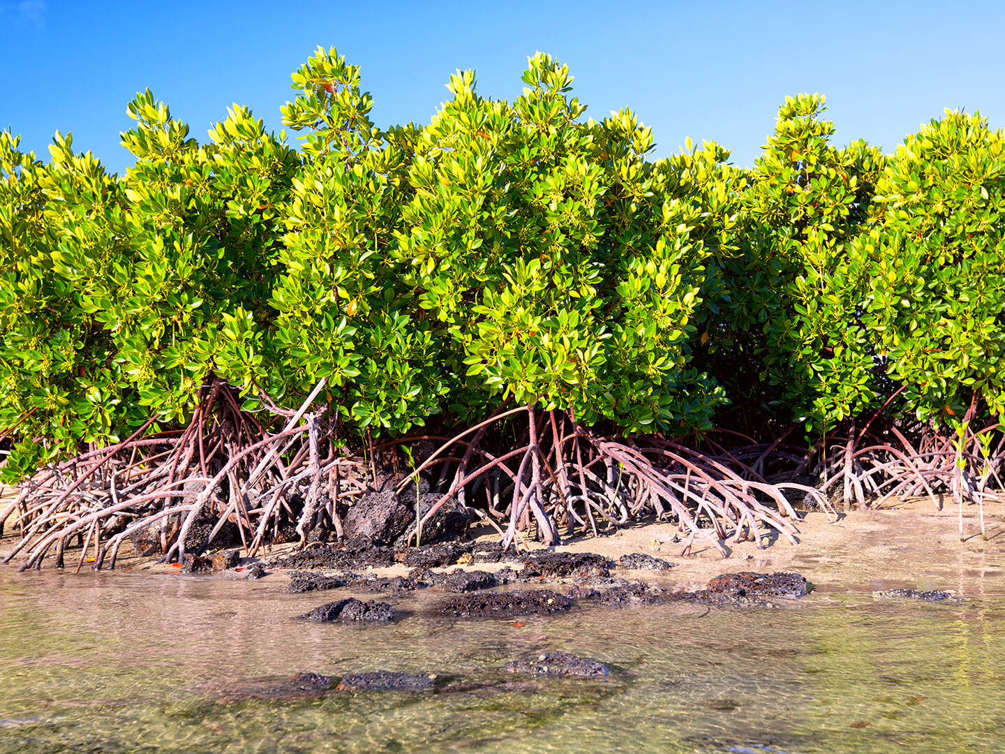 A view of mangrove trees along a tropical coastline