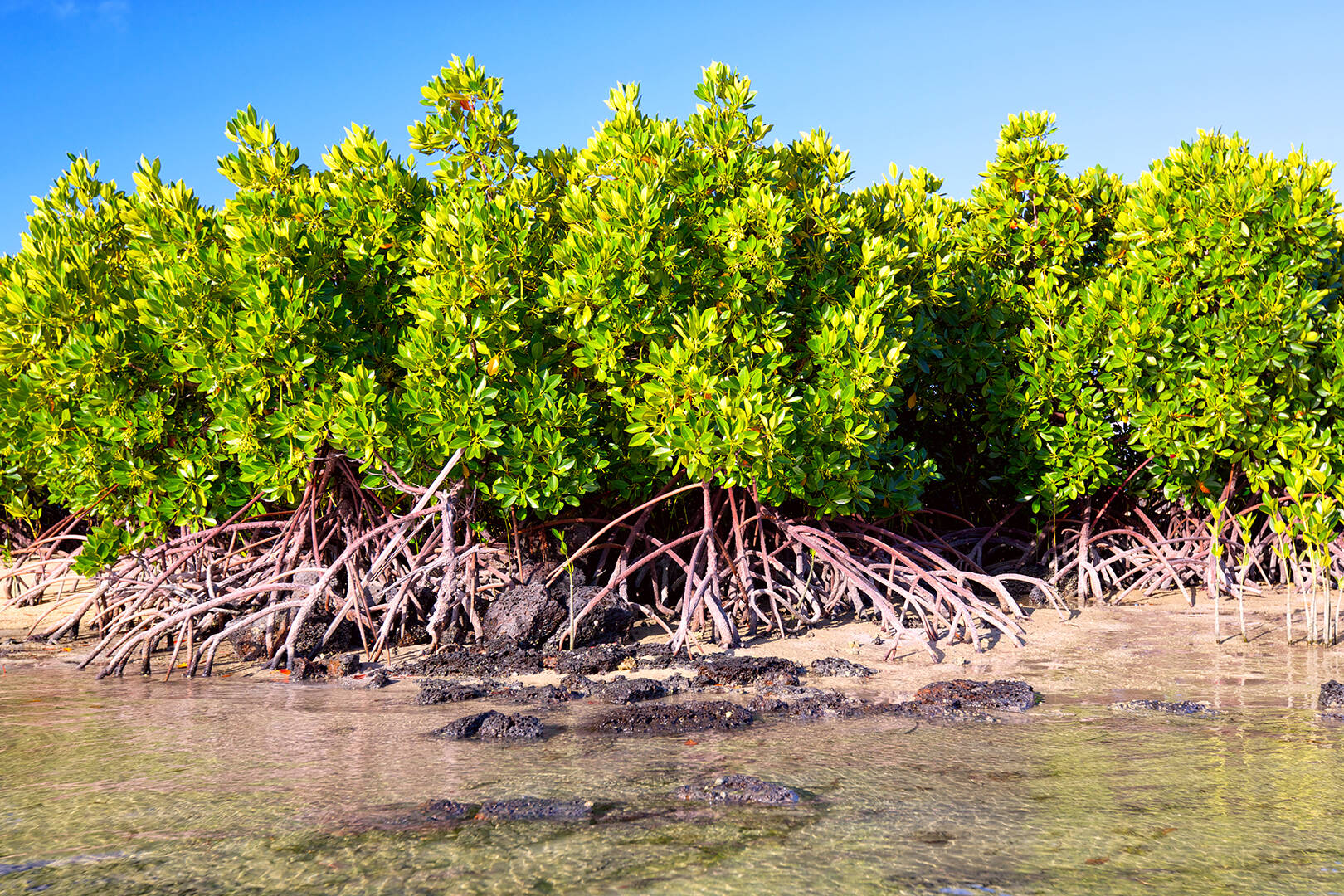 A view of mangrove trees along a tropical coastline