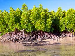 A view of mangrove trees along a tropical coastline