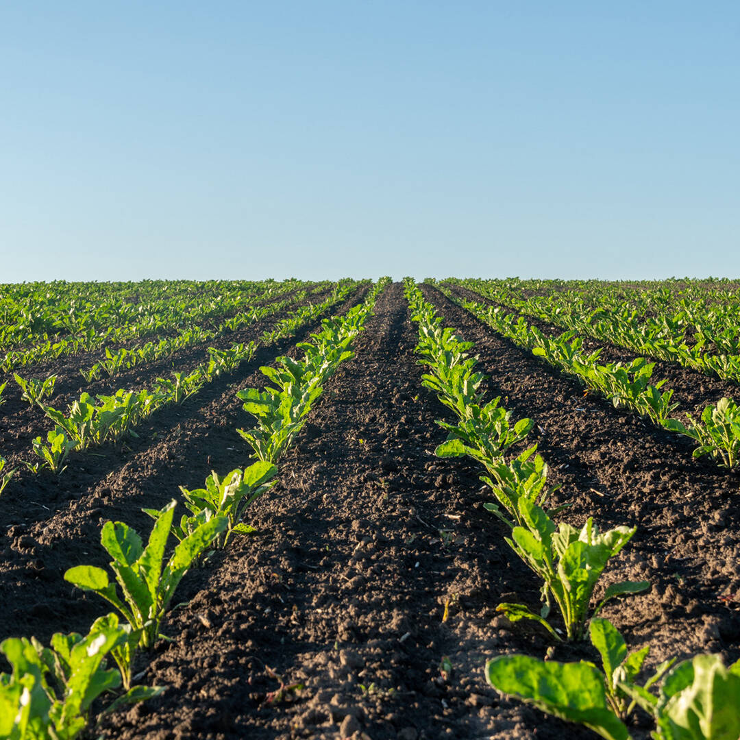 A view of neat rows of young crops extending out toward the horizon line