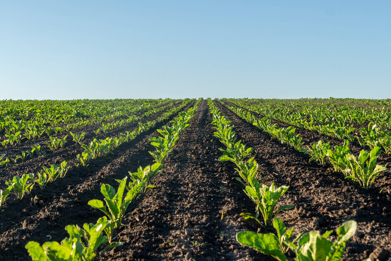 A view of neat rows of young crops extending out toward the horizon line