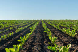 A view of neat rows of young crops extending out toward the horizon line