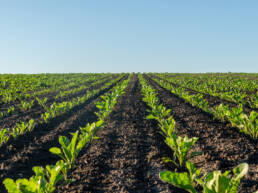 A view of neat rows of young crops extending out toward the horizon line
