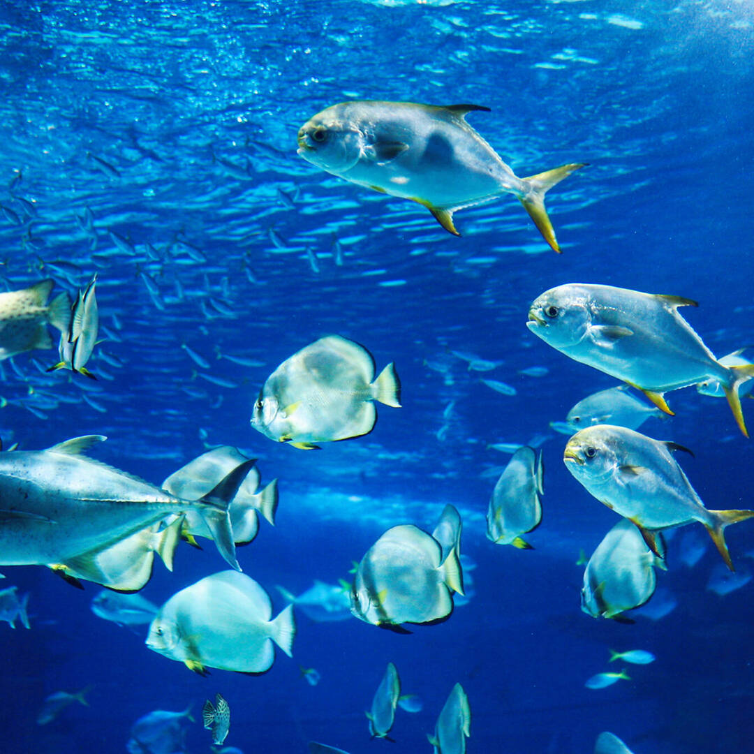 Tropical fish swimming in blue water in an aquarium