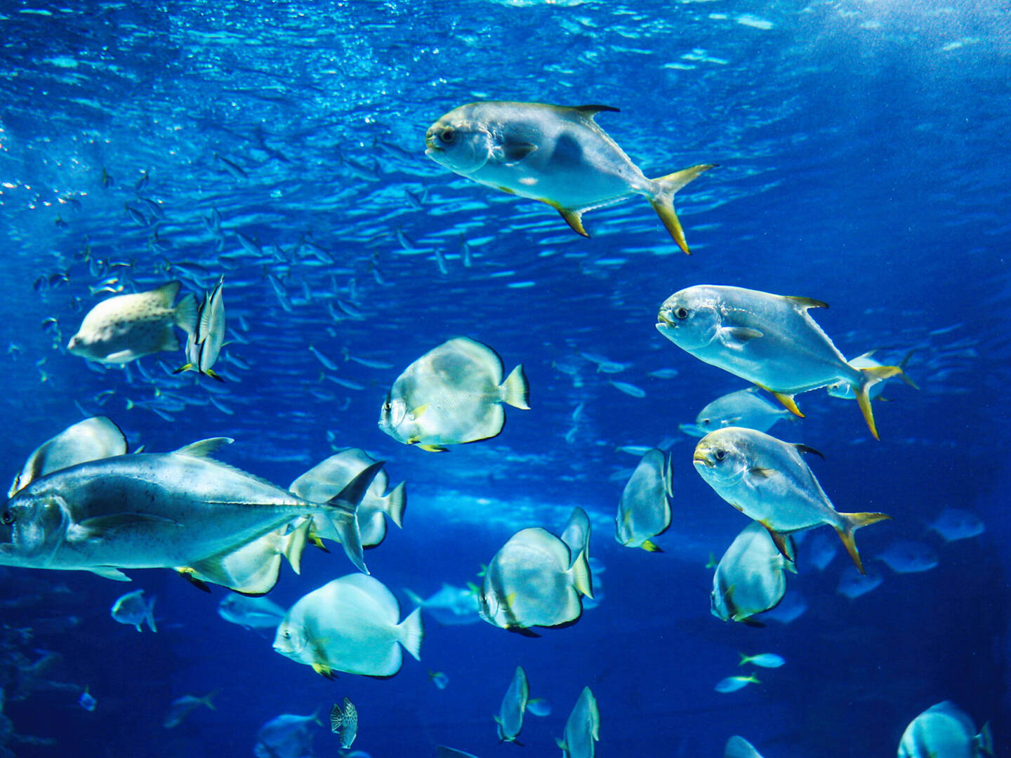 Tropical fish swimming in blue water in an aquarium