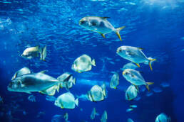 Tropical fish swimming in blue water in an aquarium