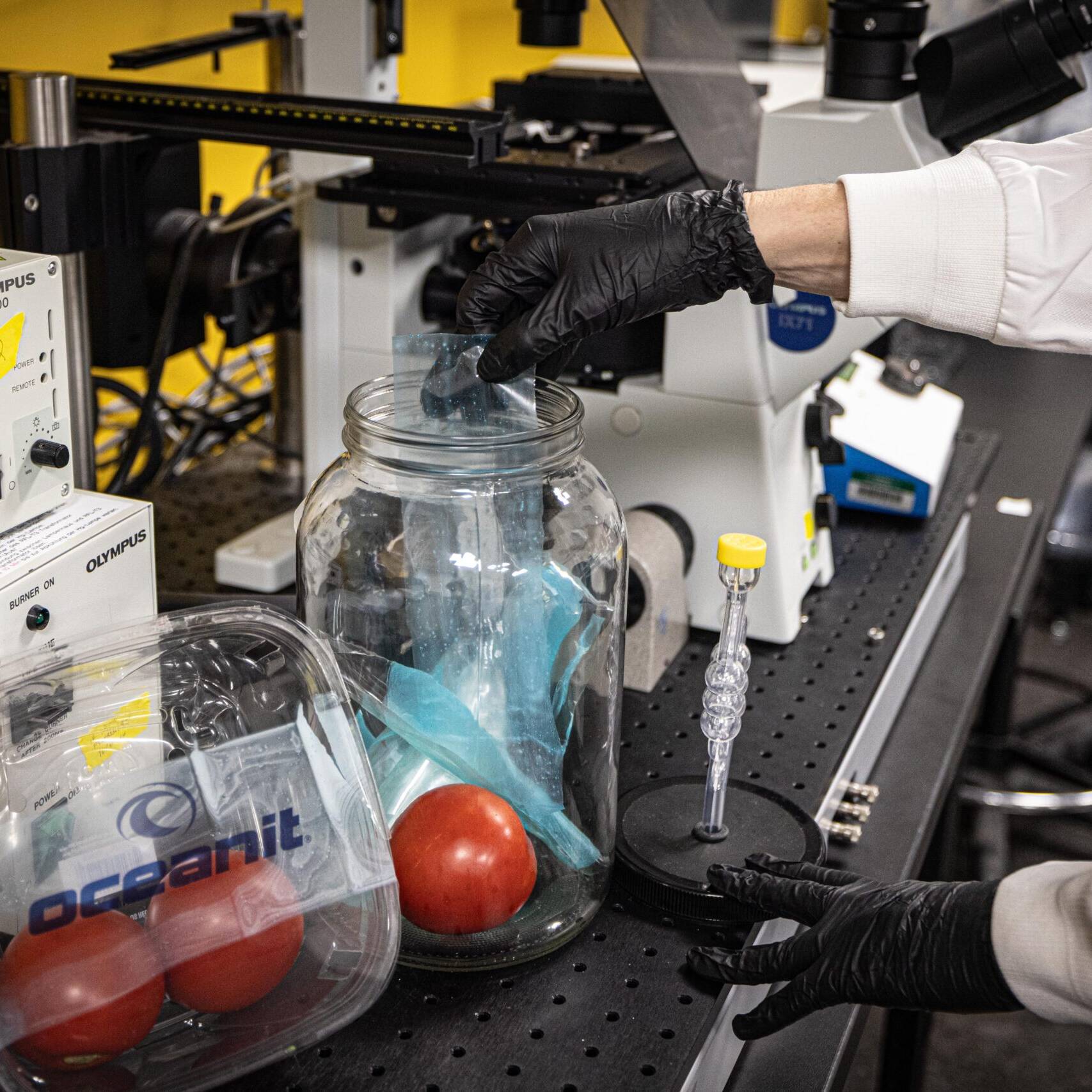 A scientist placing a tomato in RipeWrap in a lab