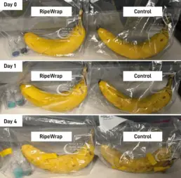 A series of photos showing a banana over four days, with the one wrapped in RipeWrap staying fresh longer than the control-wrapped banana.