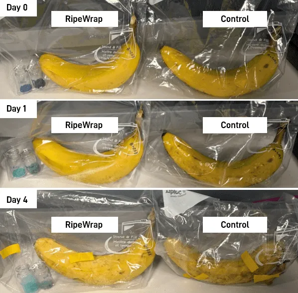 A series of photos showing a banana over four days, with the one wrapped in RipeWrap staying fresh longer than the control-wrapped banana.
