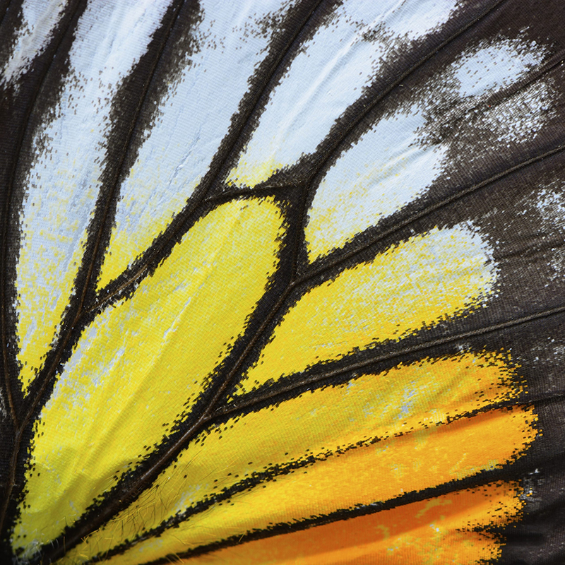 A close up of a butterfly's wing, with small-scale texture visible