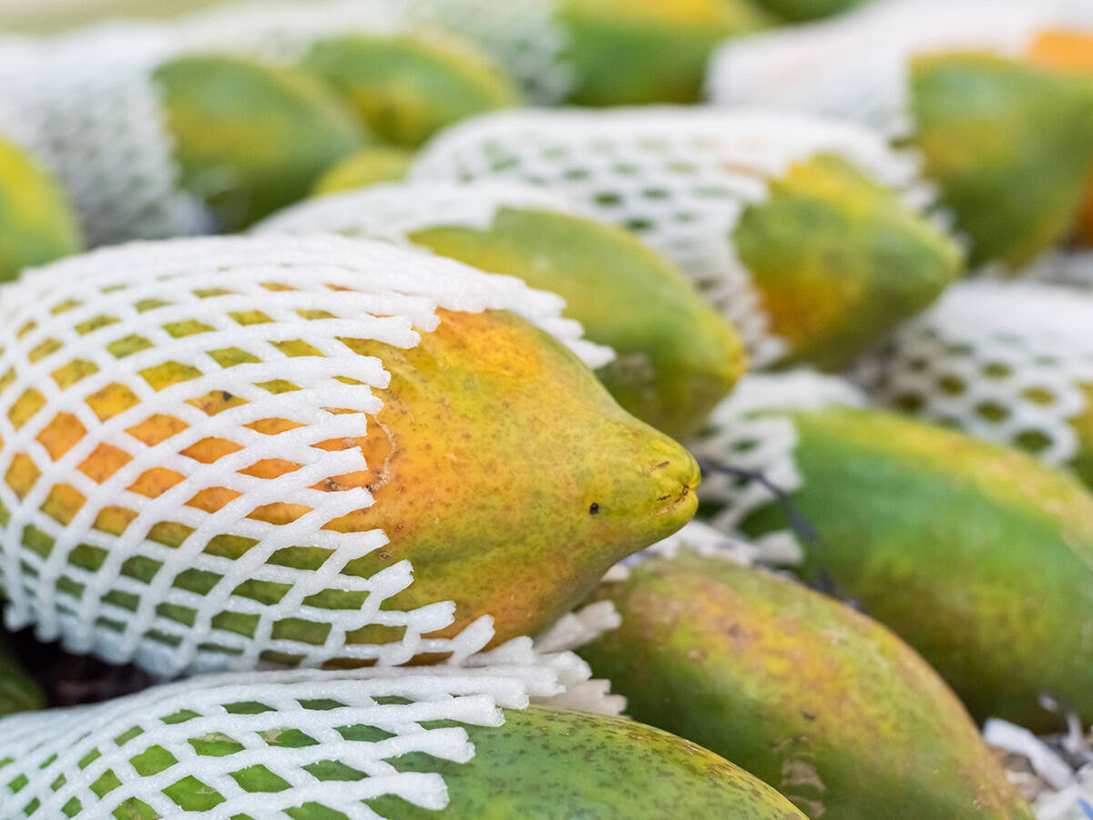 Papayas wrapped in a mesh sleeve for shipping
