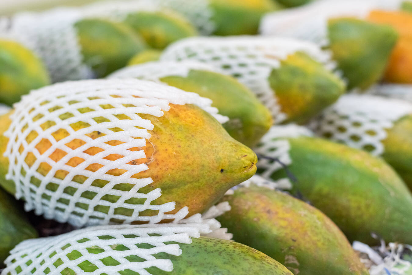 Papayas wrapped in a mesh sleeve for shipping