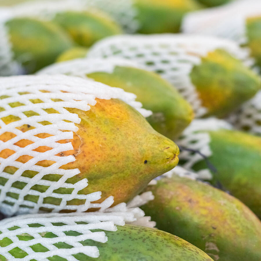 Papayas wrapped in a mesh sleeve for shipping